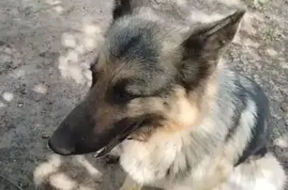 Пропала собака, Северо-Западное шоссе, 251, Таганрог - немецкая овчарка, 5 лет - photo