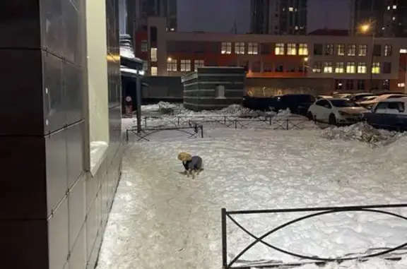 Найденные животные Санкт-Петербург, фото: Найден собака, Южное шоссе, Санкт-Петербург - пудель кремового окраса