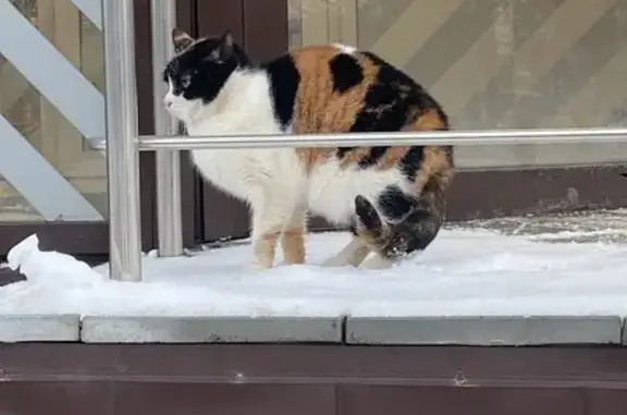 Найденные животные Ульяновск, фото: Найдена кошка, проспект Гая, 33, Ульяновск - трёхцветная