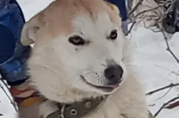 Найдена собака, Покровское, фото: Найдена собака, Южный переулок, Покровское - щенок-подросток похож на хаски