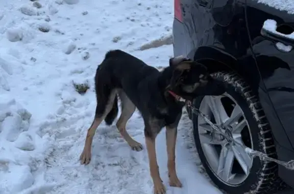 Найдена собака, Дятловка, фото: Найдена собака, Дятловка, Московская область - молодая девочка в ошейнике