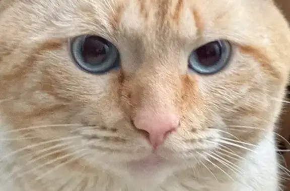 Найденные животные Борисоглебск, фото: Найдена кошка, Дорожная улица, Борисоглебск - персиковый кот