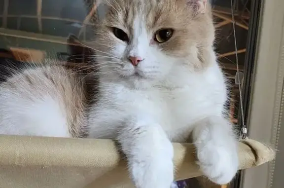 Кошки потеряшки, Старый Оскол, фото: Потеряшка кот, улица Сталеваров, 66/17, Старый Оскол - бело-рыжий окрас