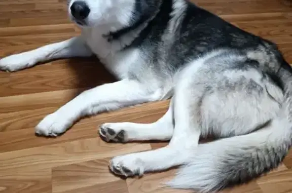 Собаки потеряшки, Череповец, фото: Потеряшка собака, улица Металлургов, 20, Череповец - глаза разные