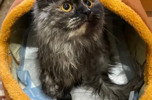 Найдена кошка, улица Юркина, 8, Оренбург - трёхцветная, возможно, с отмороженными ушами - photo