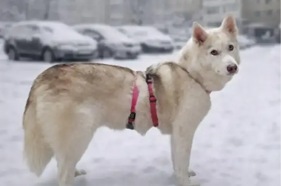 Собаки потеряшки, Москва, фото: Потеряшка собака, Яхромская улица, 6, Москва - хаски с голубыми глазами