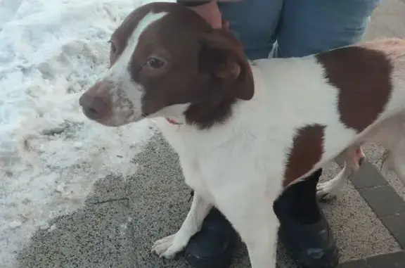 Найдена собака, Калининград, фото: Найдена собака, улица Александра Суворова, Калининград - бегала по остановке
