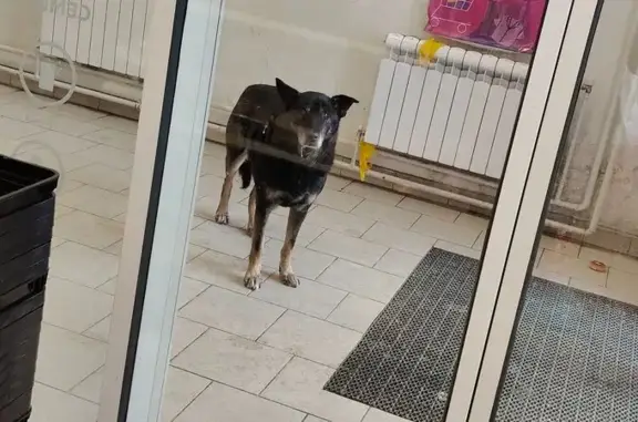 Найденные животные Мичуринский, фото: Найдена собака, Карасевская улица, Мичуринский - крупная и дружелюбная