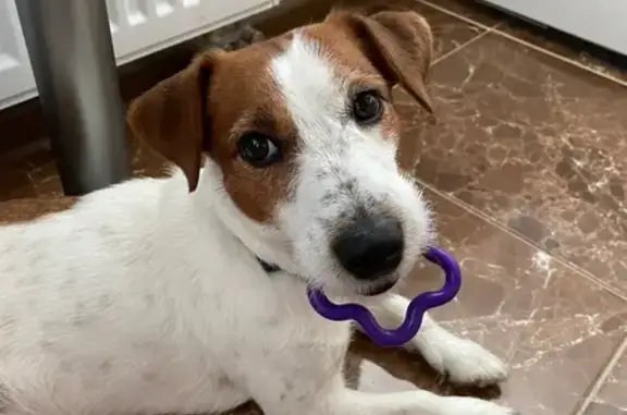 Собаки потеряшки, Тверь, фото: Потеряшка собака, мужской, Псковская улица, 12 к2, городской округ Тверь - белый окрас с коричневыми пятнышками