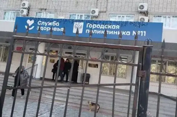 Найдена собака, Хабаровск, фото: Найден собака, улица Суворова, 38, Хабаровск - стоит возле Поликлиники и жалобно лает