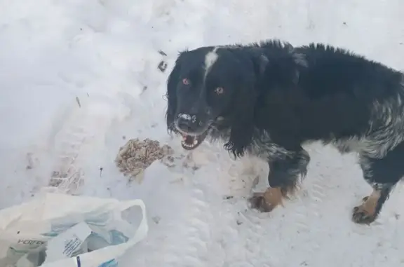 Найденные животные Екатеринбург, фото: Найден собака, Арамильский тракт, 5, Екатеринбург - спаниель