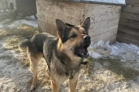 Найденные животные Конаково, фото: Найден собака, Промышленная улица, 2, Конаково - в ошейнике