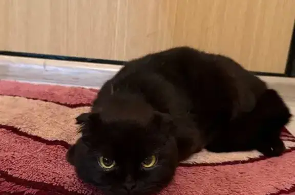 Найдена кошка, Щёлково, фото: Найдена кошка, Институтская улица, 2А, Щёлково - вислоухая шотландская