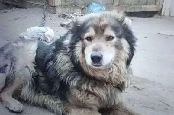 Пропал собака, улица Ватутина, Чита - серый окрас, зелёный ошейник - photo