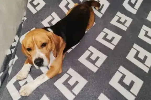 Найдена собака, Новокубанск, фото: Найден собака, мужской, Первомайская улица, Новокубанск