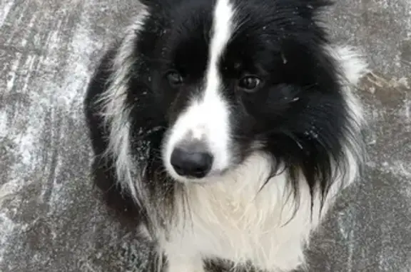 Найдена собака, Москва, фото: Найдена собака, Сумской проезд, 2 к1, Москва - не боится людей