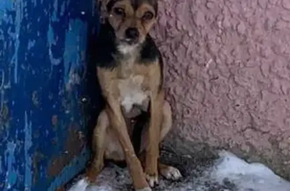 Найденные животные Саратов, фото: Найдена собака, Ипподромная улица, 19, Саратов - мелкая порода, испуганная