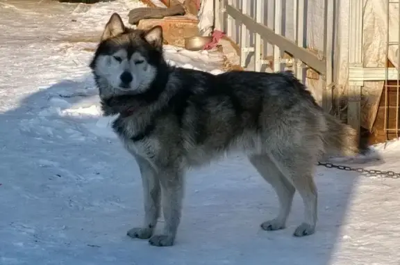 Пропала собака, Забайкальская улица, Смоленка - хаски по кличке Грей - photo
