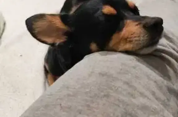 Пропал собака, Орёл - photo