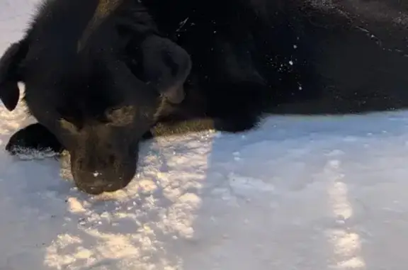 Найдена собака, Сургут, фото: Найдена собака, Тюменский тракт, Сургут - черная, сбила машина