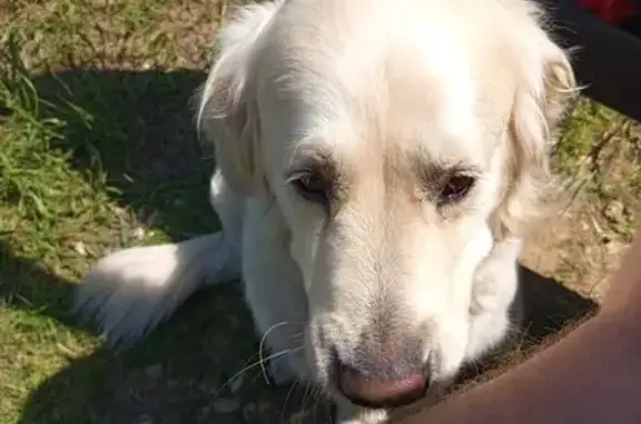 Пропал собака, Центральная улица, 8, Ступино - золотистый ретривер, 6 лет - photo