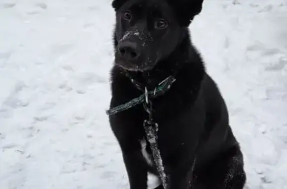 Найдена собака, Красницы (гатчинский), фото: Найдена собака, СНТ 