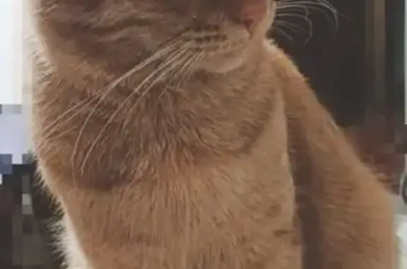 Пропал кот, Телеграфная улица, Кувандык - рыжий, один глаз мутный - photo