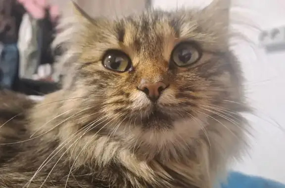 Пропала кошка, Мирный переулок, 1, Кызыл-Озёк - пушистая - photo