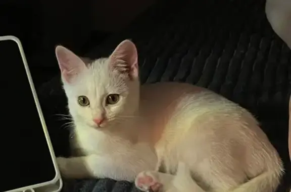 Кошки потеряшки, Волжский, фото: Потеряшка кошка, женский пол, улица Мира, 17, Волжский