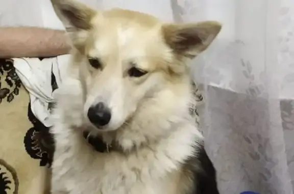 Пропала собака, улица Берёзка, 12, Оренбург - photo