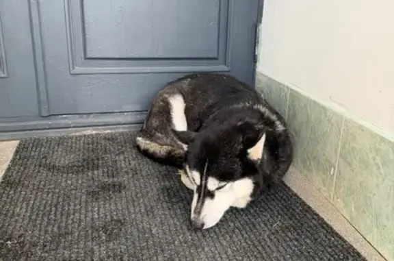 Объявления о пропавших и найденных животных, Кострома, фото: Найдена собака, Мучные ряды, 1, Кострома - черный окрас