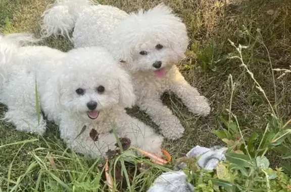 Собаки потеряшки, Богословка, фото: Потеряшка собака, 58Н-286, Богословка - белая породы бишон фризе