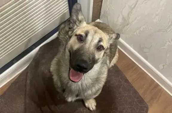 Найденные животные Новосибирск, фото: Найдена собака, Новосибирск, Новосибирская область - короткие лапки и висячие ушки