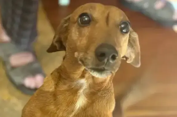 Пропала собака, улица Ленина, 62, ДСК «Мичуринец» - рыжая такса - photo