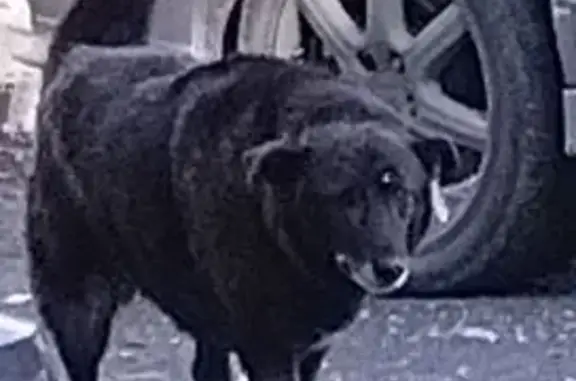 Пропала собака, женский пол, улица Гагарина, Первоуральск - photo