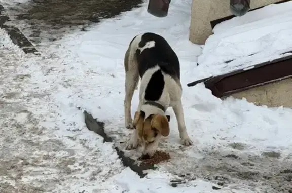 Найденные животные Ростов-на-Дону, фото: Найдена собака, Металлургическая улица, 113/46, Ростов-на-Дону - очень пугливая с ошейником