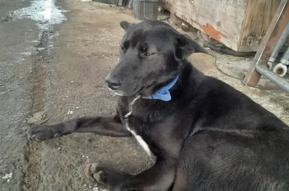 Найдена собака, Краснодар, фото: Найден собака, Ростовское шоссе, 20Д/1, Краснодар - чёрный пёс с белой грудью