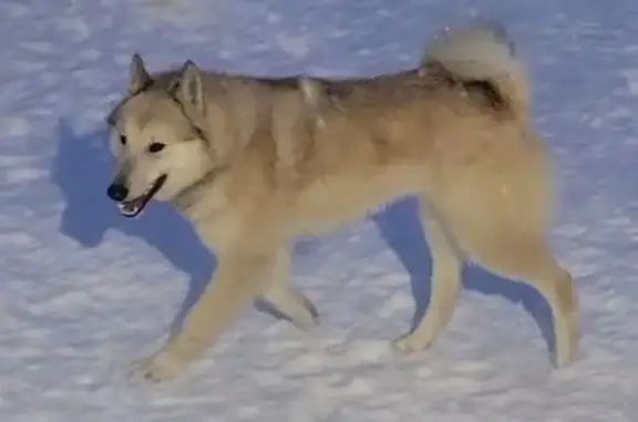 Пропал собака, район цемзавода, городской округ Липецк - палевый кобель - photo