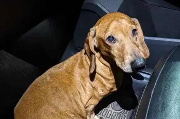 Найдена собака, Светлогорск, фото: Найдена собака, 27К-100, Светлогорск - такса, девочка в возрасте