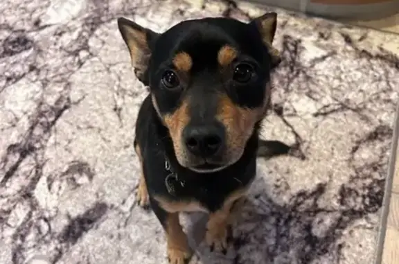 Найдена собака, Десногорск, фото: Найден собака, 66Н-1515, Новая Присмара, Десногорск - черно-коричневый с ошейником