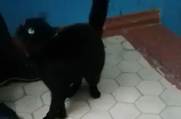 Найдена кошка, Златоуст, фото: Найдена кошка, улица Доватора, 26, Златоуст - чёрная красавица