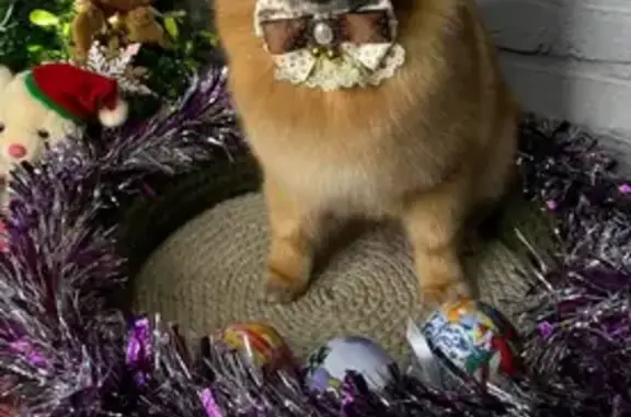 Пропала собака, проспект Тракторостроителей, 38 к1, Чебоксары - рыжий, пушистый Тоша - photo