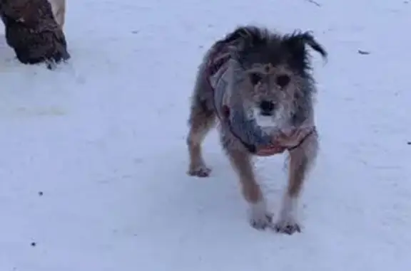 Найденные животные Уфа, фото: Найдена собака, мужской, улица Карла Маркса, Уфа - очень замерзший мальчик