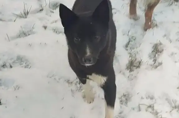 Найдена собака, Дмитровский городской округ, фото: Найдена собака, Дмитровский городской округ - черно-белая девочка