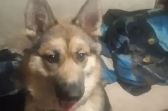 Пропала собака, женский пол, улица Жукова, Ярославль - photo