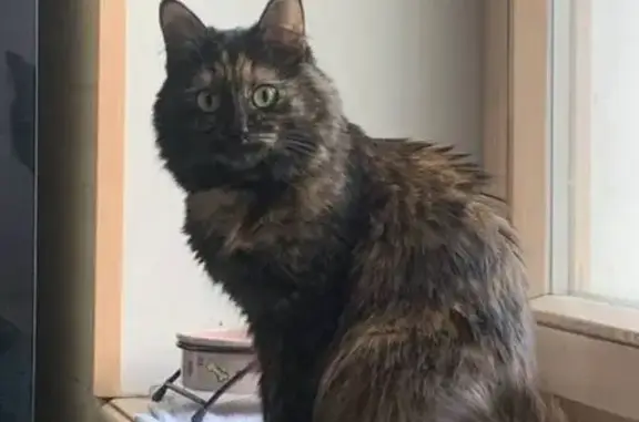 Пропала кошка, улица Боженко, 10 к1, Москва - черная с рыжеватыми пятнами - photo