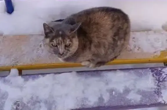 Найдена кошка, Стерлитамак, фото: Найдена кошка, улица 23 Мая, 24Б, Стерлитамак - светлокоричневого окраса