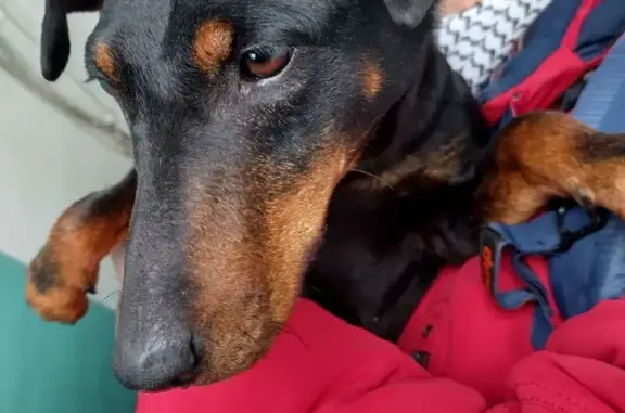 Найденные животные Краснодар, фото: Найдена собака, Ставропольская улица, 214/5, Краснодар - девочка похожа на ягдтерьера