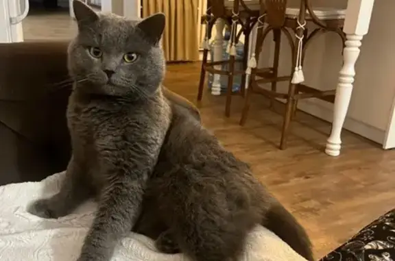 Пропал кот, 1-я Высоковольтная улица, 55/51, Иваново - британская порода - photo