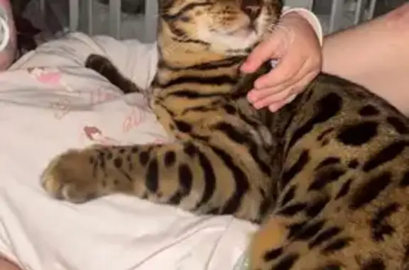 Найдена кошка, Лямцино, фото: Пропал кот, леопардовый, Центральная улица, Лямцино